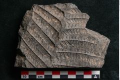 Foto (Detailansicht) von Plantae indet.  (NHMW-GEO-2024-0188-11520)